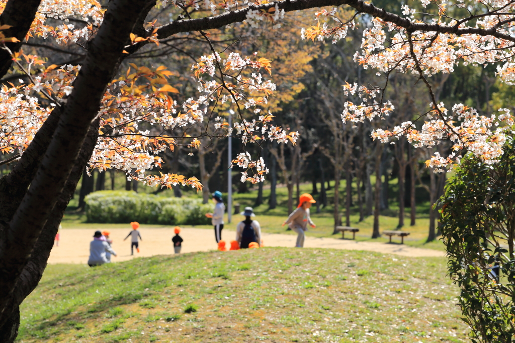桜の木の下で