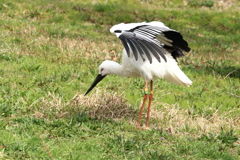 コウノトリ