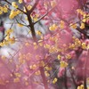 今年も咲きました　01
