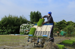 田植えの頃　3