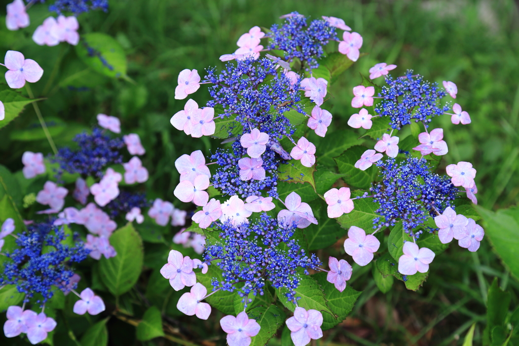 紫陽花　NO４