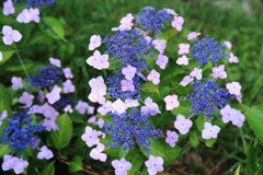 紫陽花　NO４