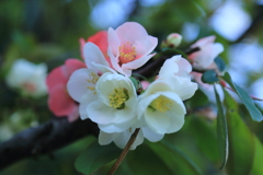 ボケ（木瓜）の花