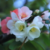 ボケ（木瓜）の花