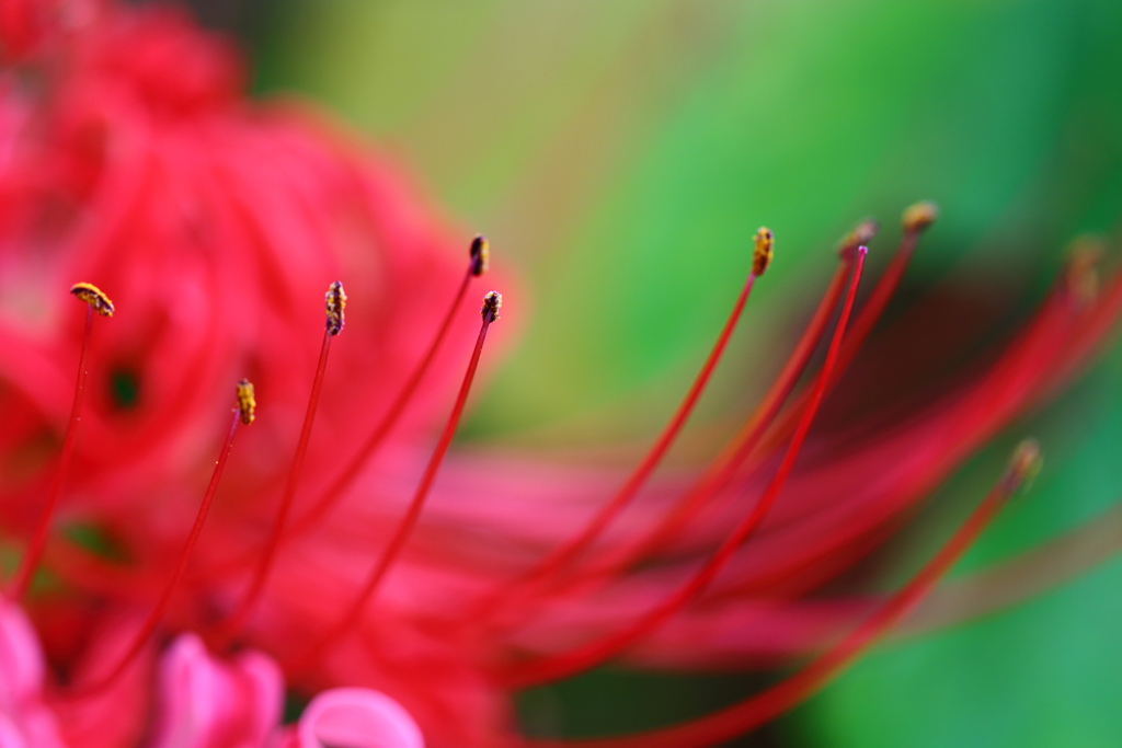 曼珠沙華