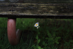 ベンチの下に咲く野花