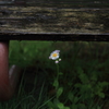ベンチの下に咲く野花