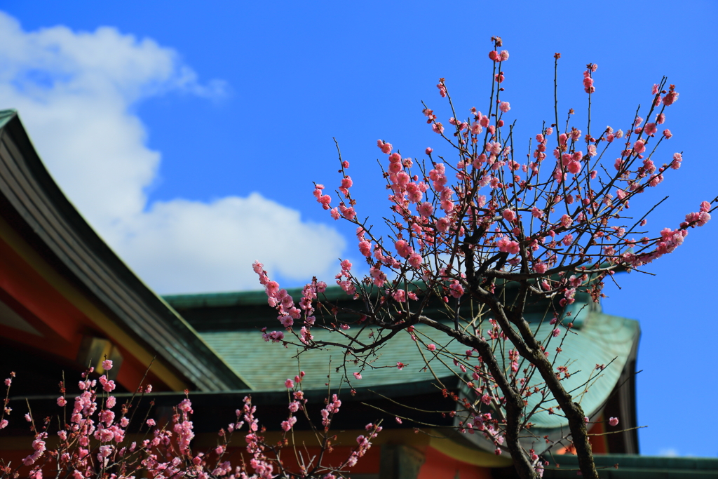 紅梅と青い空と白い雲