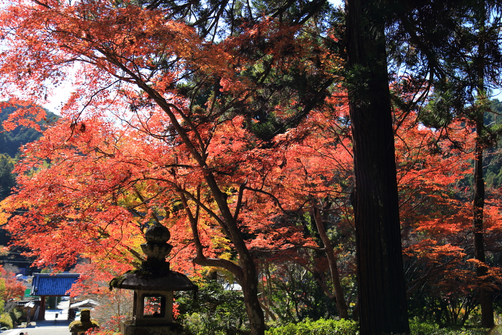 秋萌ゆる錦秋の候
