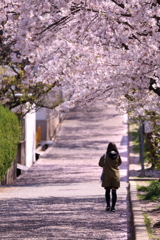 通い慣れた散歩道