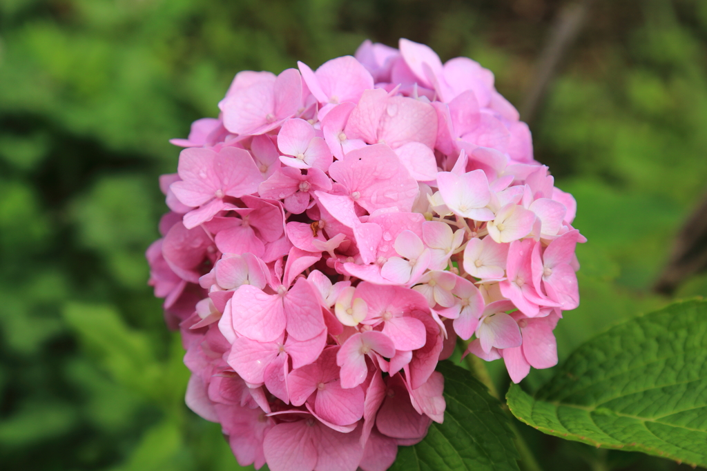 紫陽花　NO２
