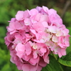 紫陽花　NO２