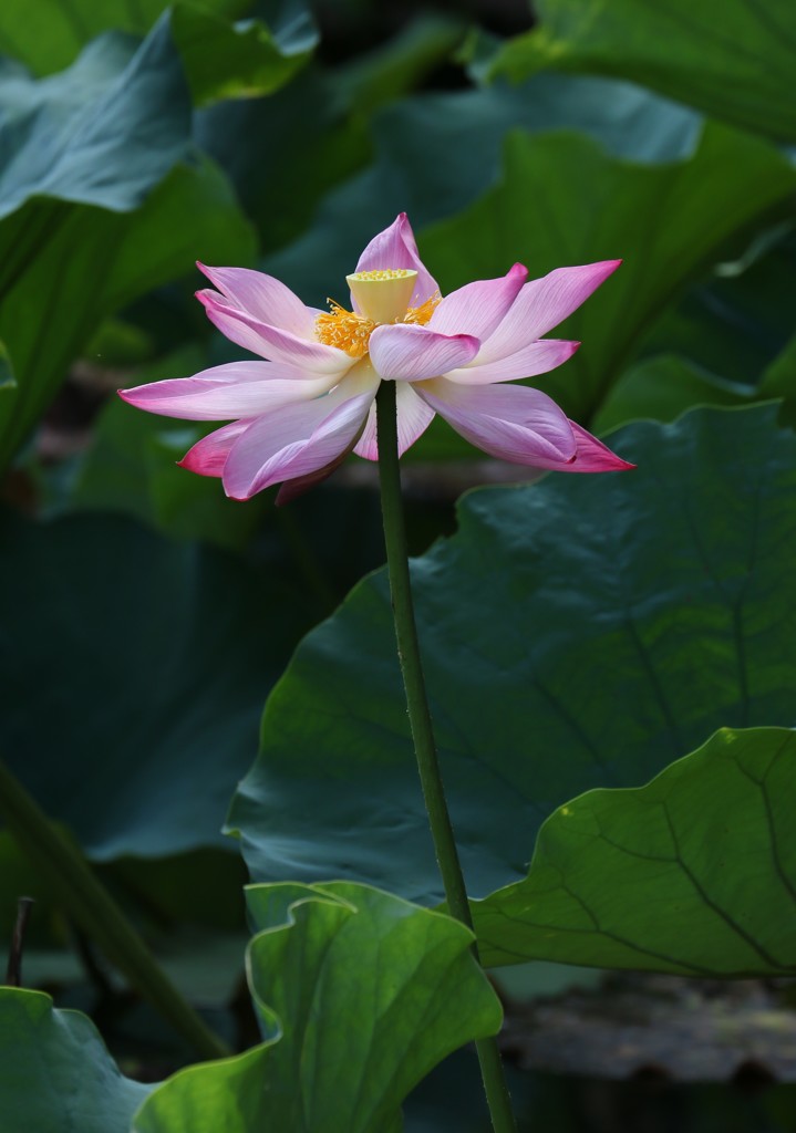 蓮