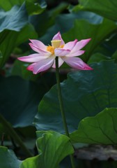 蓮