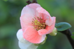 ボケの花　2