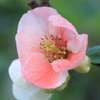 ボケの花　2