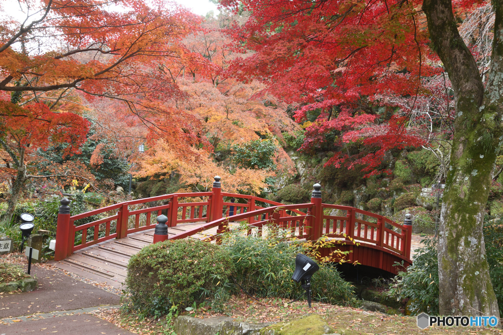 熱海梅園の紅葉