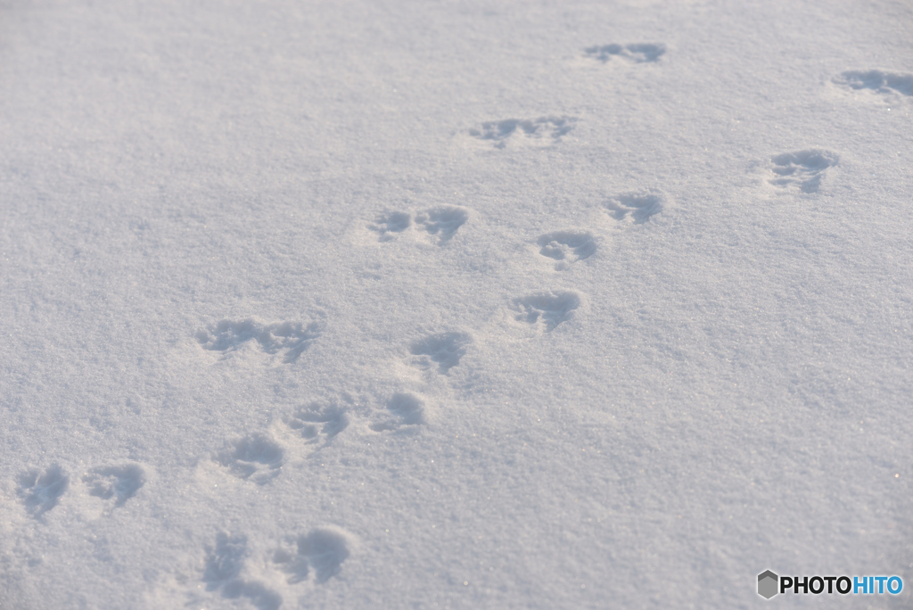 キタキツネの足跡