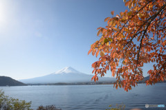桜の紅葉と冠雪した富士
