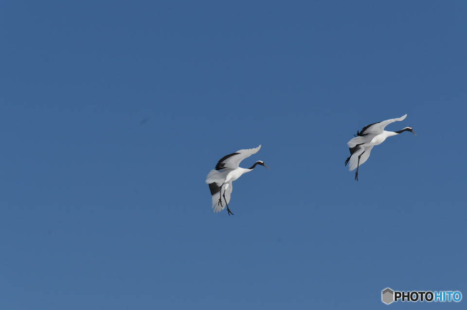 快晴の大空で舞うタンチョウ