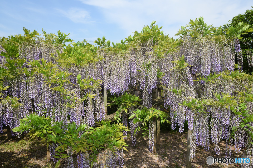 大きなふじの花