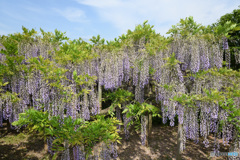 大きなふじの花