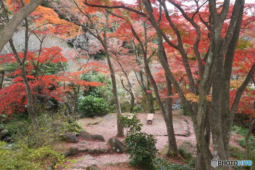 熱海梅園の紅葉