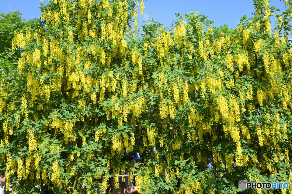 黄色いふじの花