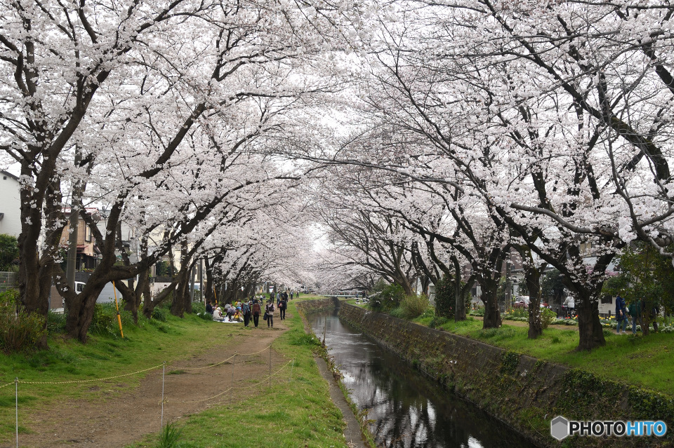 桜のトンネル