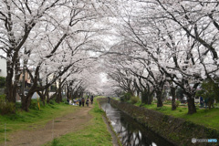 桜のトンネル