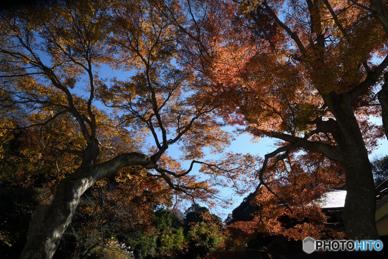 瑞泉寺の紅葉