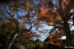 瑞泉寺の紅葉