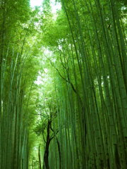 緑の道