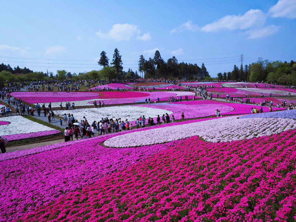 芝桜