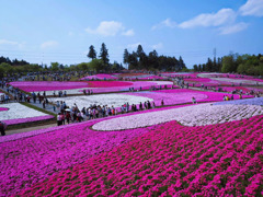 芝桜