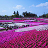 芝桜