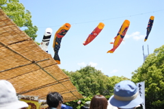 こいのぼり