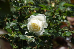 白い薔薇 これからまだ、開くのでしょうね。