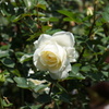 白い薔薇 これからまだ、開くのでしょうね。