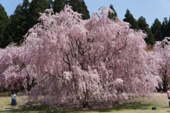 竹田の里 しだれ桜まつり