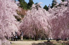 竹田の里 しだれ桜まつり
