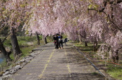竹田の里 しだれ桜まつり
