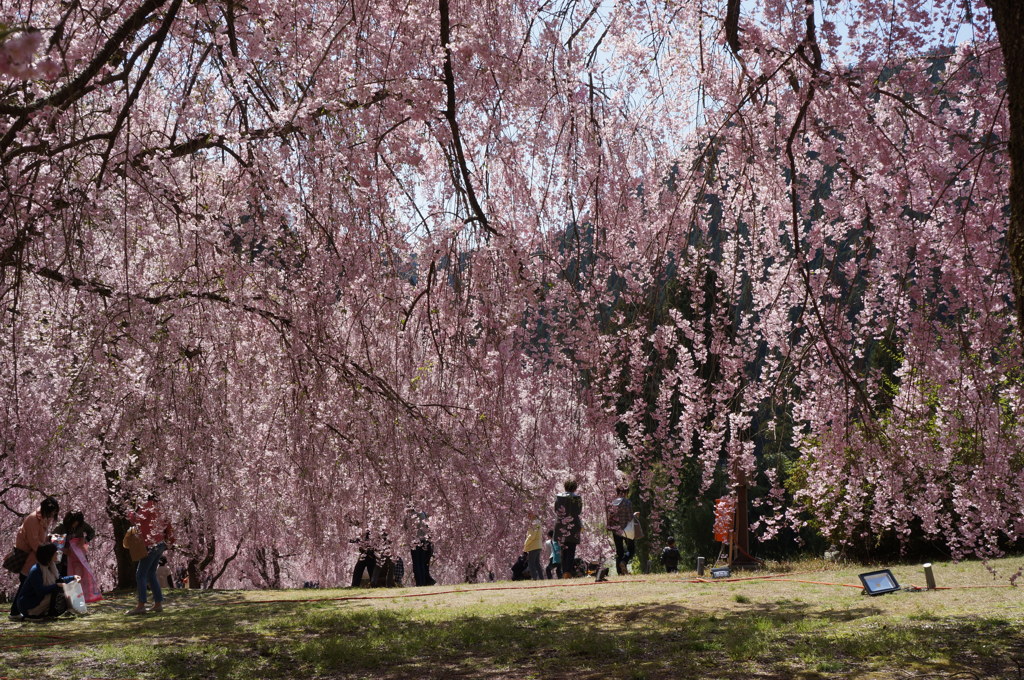 竹田の里 しだれ桜まつり