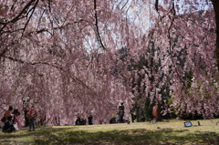 竹田の里 しだれ桜まつり