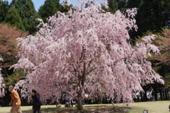 竹田の里 しだれ桜まつり