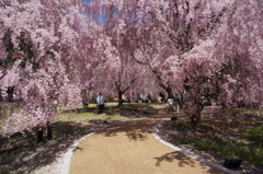 竹田の里 しだれ桜まつり