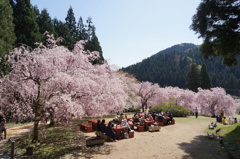 竹田の里 しだれ桜まつり