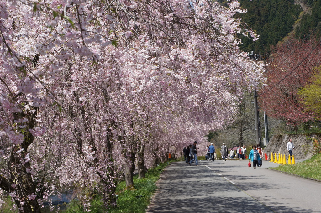 竹田の里 しだれ桜まつり