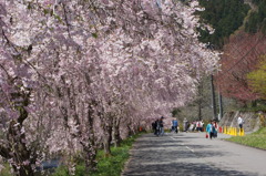 竹田の里 しだれ桜まつり
