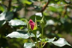 薔薇の蕾